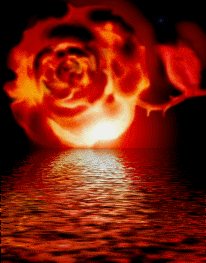 la belle rose 